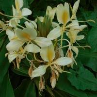 Hedychium coccineum Buch.-Ham. ex Sm.